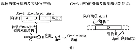 高考真题 | 2026年河北省普通高中学业水平选择性考试生物学试题-第10张图片-四季读书网