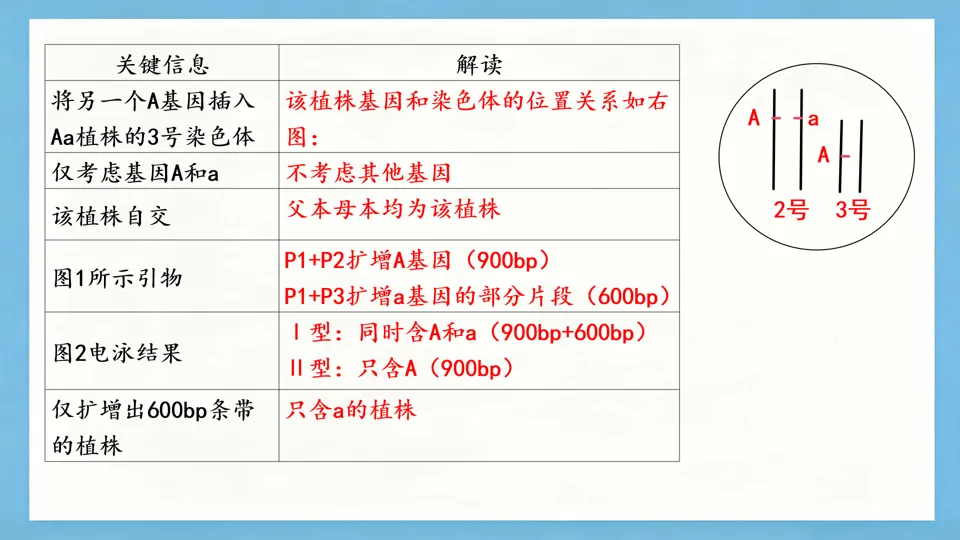 慢慢解真题|遗传基本规律(11):T-DNA插入与花粉不育(2025河北卷)-第5张图片-四季读书网