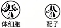 高考真题 | 2026年湖南省普通高中学业水平选择性考试生物学试题-第6张图片-四季读书网