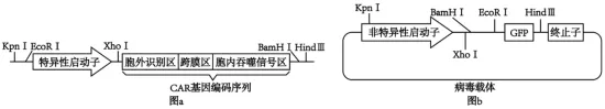 高考真题 | 2026年湖南省普通高中学业水平选择性考试生物学试题-第12张图片-四季读书网