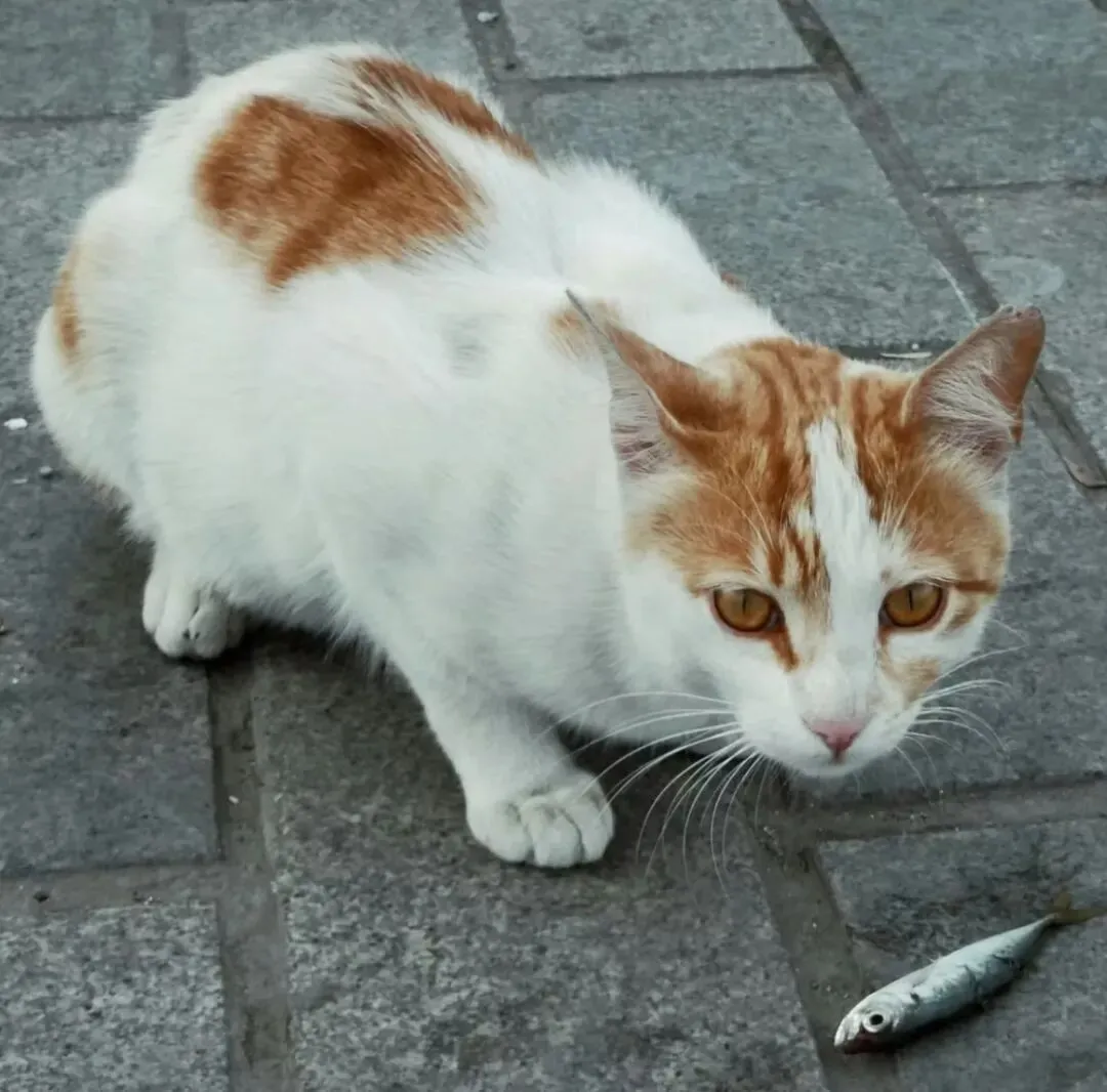 孩子,你对猫的态度,就是你灵魂的“中考成绩单”!-第12张图片-四季读书网