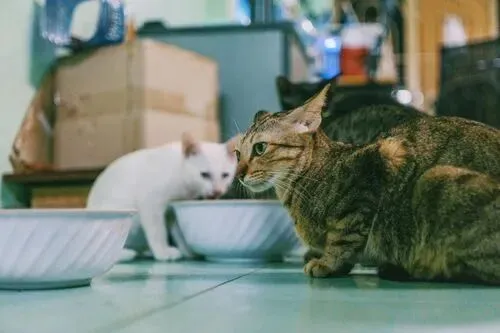 孩子,你对猫的态度,就是你灵魂的“中考成绩单”!-第15张图片-四季读书网