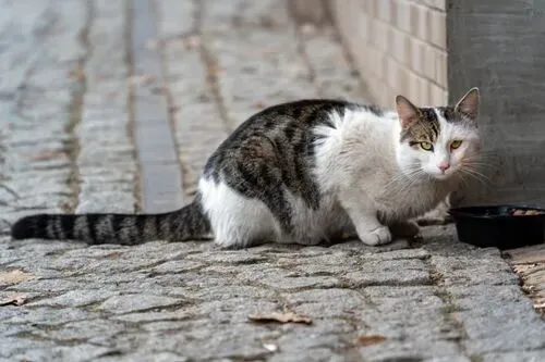 孩子,你对猫的态度,就是你灵魂的“中考成绩单”!-第14张图片-四季读书网
