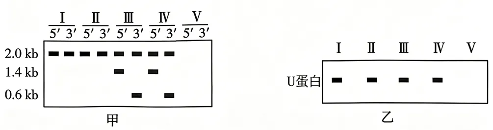 2026年江西省  生物学高考真题 文后附下载链接-第10张图片-四季读书网