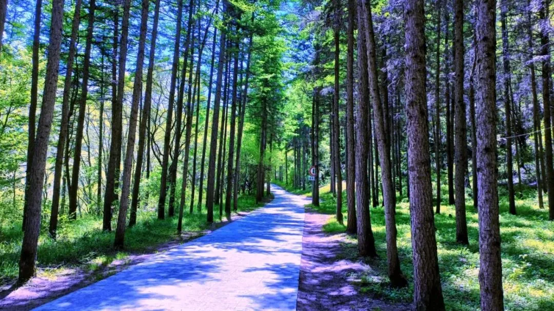 高考放分释压力,中考蓄力启新程|来六盘山赴一场青春之旅-第25张图片-四季读书网