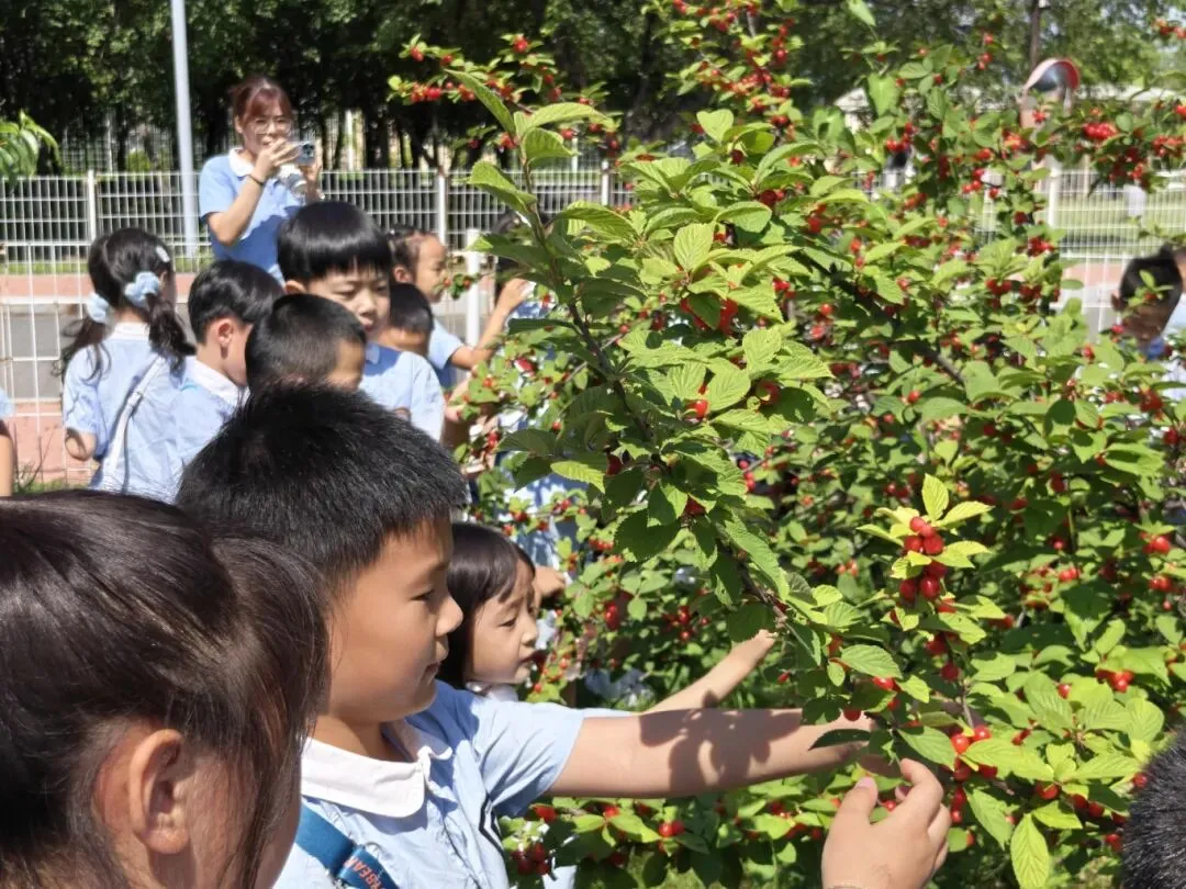 樱桃熟啦!购128元助力中考放松游套票,即可来农博园采摘樱桃-第16张图片-四季读书网