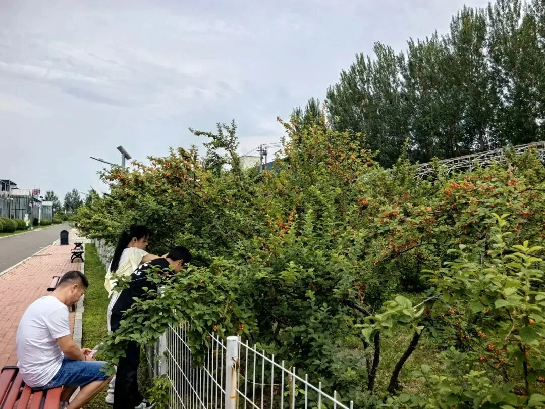 樱桃熟啦!购128元助力中考放松游套票,即可来农博园采摘樱桃-第20张图片-四季读书网