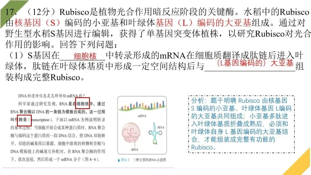 2026高考生物广东卷试卷评讲课件-第55张图片-四季读书网