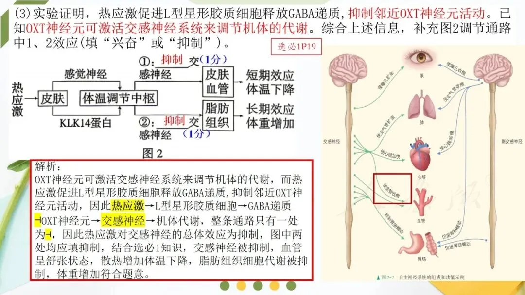 2026高考生物广东卷试卷评讲课件-第63张图片-四季读书网