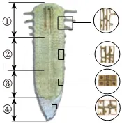 2026年福建省中考生物试卷-第1张图片-四季读书网
