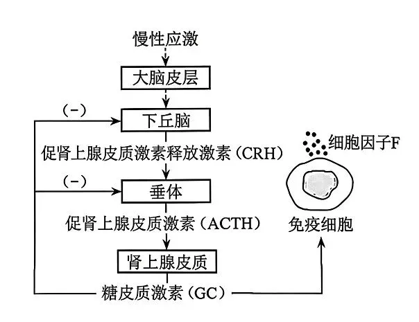 2026年河南省高考生物学真题、答案和解析、评析和备考策略(附word下载) ⊙-第12张图片-四季读书网