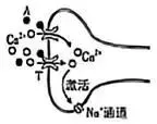 2026河北高考生物真题与答案-第11张图片-四季读书网