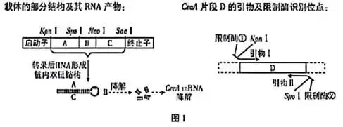 2026河北高考生物真题与答案-第12张图片-四季读书网