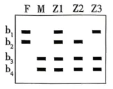 高考真题 | 2026年江西省普通高中学业水平选择性考试生物学试题-第6张图片-四季读书网 高考真题 | 2026年江西省普通高中学业水平选择性考试生物学试题-第6张图片-四季读书网