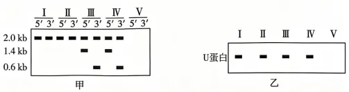 高考真题 | 2026年江西省普通高中学业水平选择性考试生物学试题-第11张图片-四季读书网 高考真题 | 2026年江西省普通高中学业水平选择性考试生物学试题-第11张图片-四季读书网