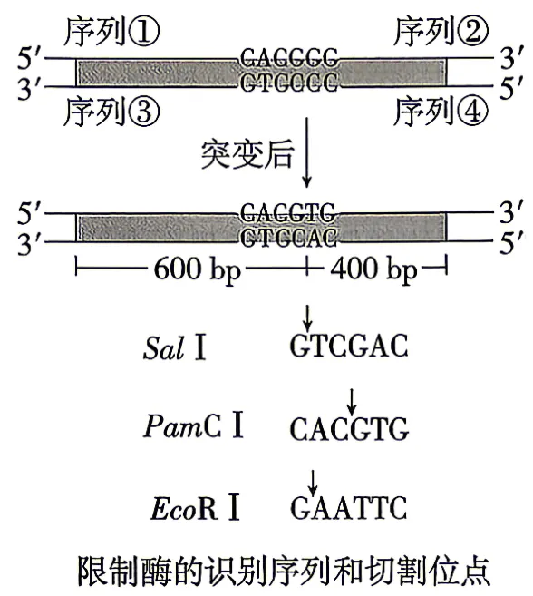 【高考】2026四川高考真题生物(教师版)-第12张图片-四季读书网