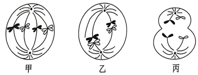 2026年广东省普通高中学业水平合格性考试模拟卷(一)生物试题-第8张图片-四季读书网