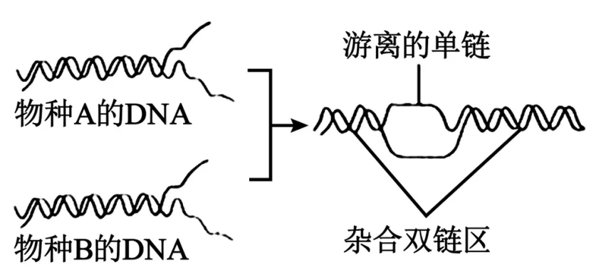 2026年广东省普通高中学业水平合格性考试模拟卷(一)生物试题-第10张图片-四季读书网