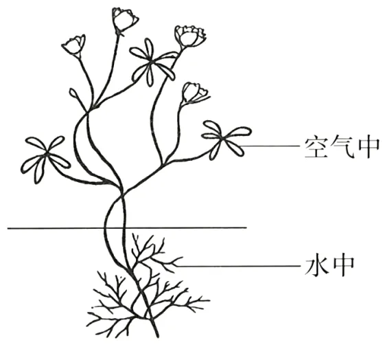 2026年广东省普通高中学业水平合格性考试模拟卷(一)生物试题-第11张图片-四季读书网