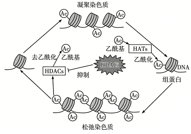 2026年广东省普通高中学业水平合格性考试模拟卷(一)生物试题-第12张图片-四季读书网