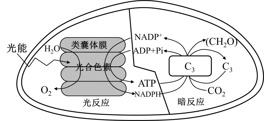 2026年广东省普通高中学业水平合格性考试模拟卷(一)生物试题-第14张图片-四季读书网