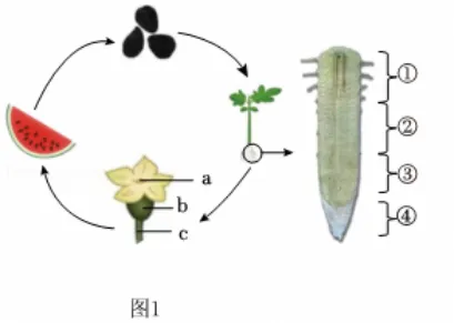 真题深研|西瓜种植综合情境试题评析与生物课堂优化策略-第3张图片-四季读书网