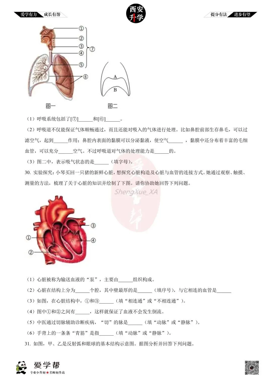 【初中名校 往年真题】七下期末:西工大附中~生物(含答案)-第8张图片-四季读书网