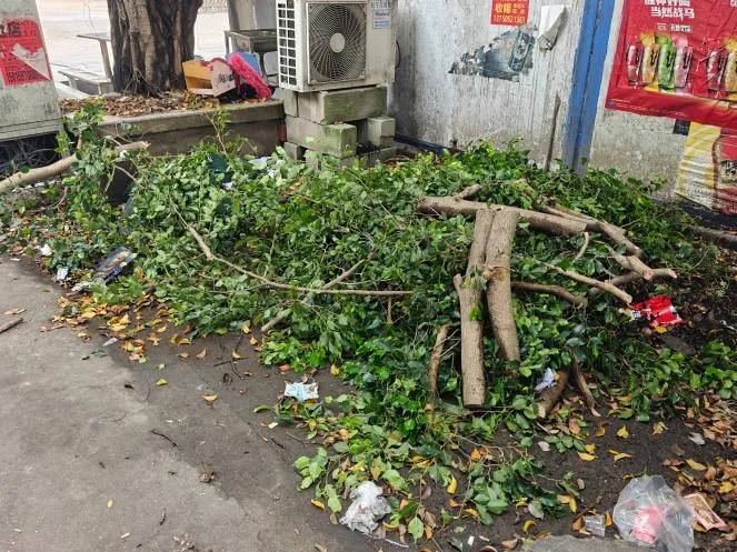 净环境、灭蚊虫,三角镇全力为中考学子安心应考保驾护航-第9张图片-四季读书网