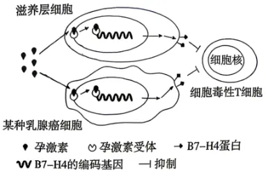 高考真题 | 2026年广东省普通高中学业水平选择性考试生物学试题-第8张图片-四季读书网