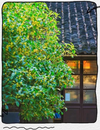 盐城中考下水文|吕建发:桂香华年 人生有声有色-第3张图片-四季读书网