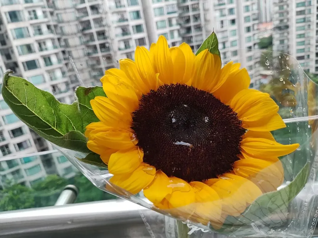 ⓶⓪⓶⓺中考 提钱祝考生们 万试如意-第5张图片-四季读书网