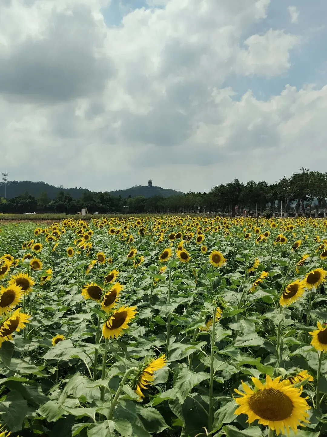 中考首日遇向日葵海,祝“小太阳”们,向阳而生,旗开得胜!!-第8张图片-四季读书网