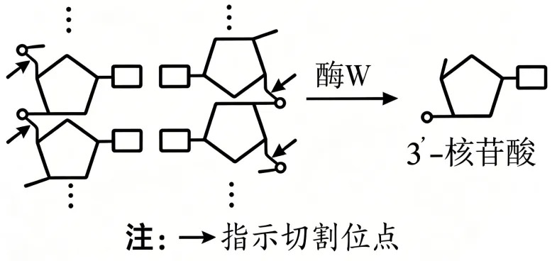 2026年山东省高考生物真题完全解读-第16张图片-四季读书网
