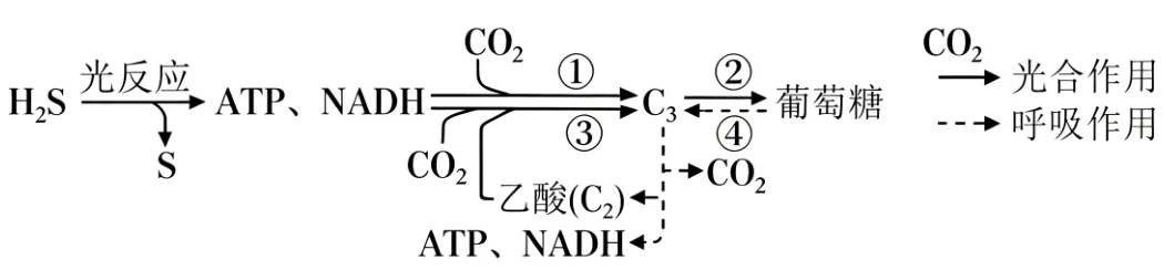 2026年山东省高考生物真题完全解读-第29张图片-四季读书网
