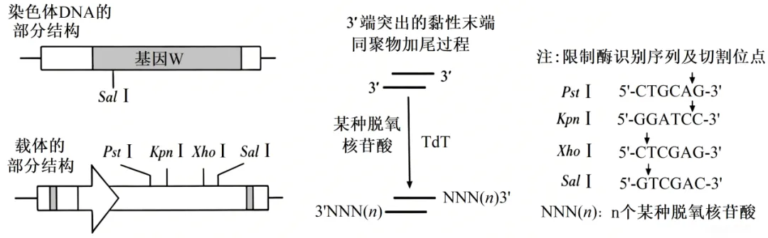 2026年山东省高考生物真题完全解读-第33张图片-四季读书网