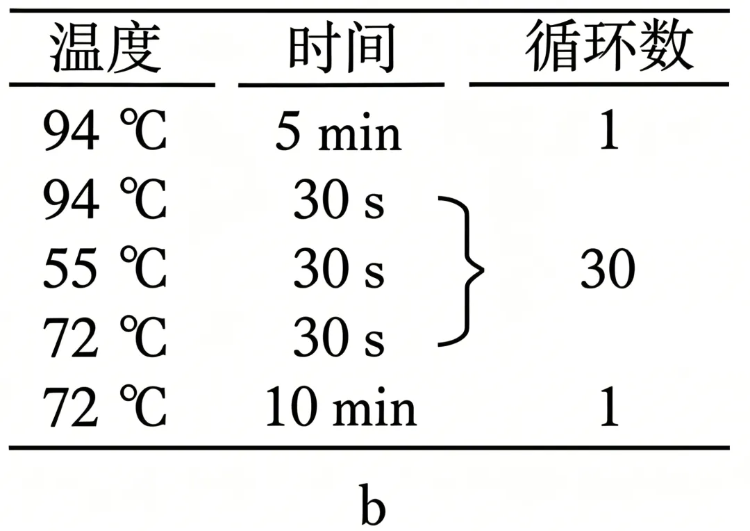 深度分析真题:2026广东高考基因工程压轴母题,讲透三引物PCR与RNAi玄机-第2张图片-四季读书网 深度分析真题:2026广东高考基因工程压轴母题,讲透三引物PCR与RNAi玄机-第2张图片-四季读书网