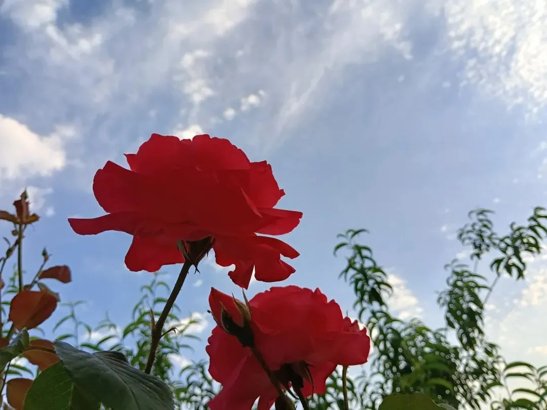 中考放榜:613分的遗憾,519分的狂喜,藏着最真实的人间百态-第1张图片-四季读书网 中考放榜:613分的遗憾,519分的狂喜,藏着最真实的人间百态-第1张图片-四季读书网