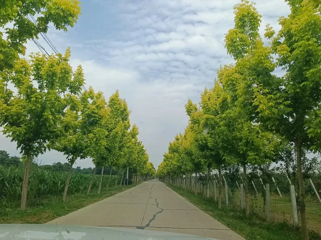 中考放榜:613分的遗憾,519分的狂喜,藏着最真实的人间百态-第4张图片-四季读书网 中考放榜:613分的遗憾,519分的狂喜,藏着最真实的人间百态-第4张图片-四季读书网