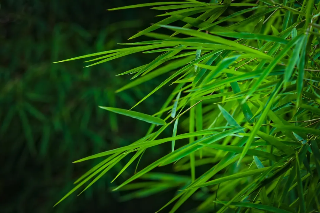 中考再回首:孩子的赤子之心最是珍贵-第4张图片-四季读书网