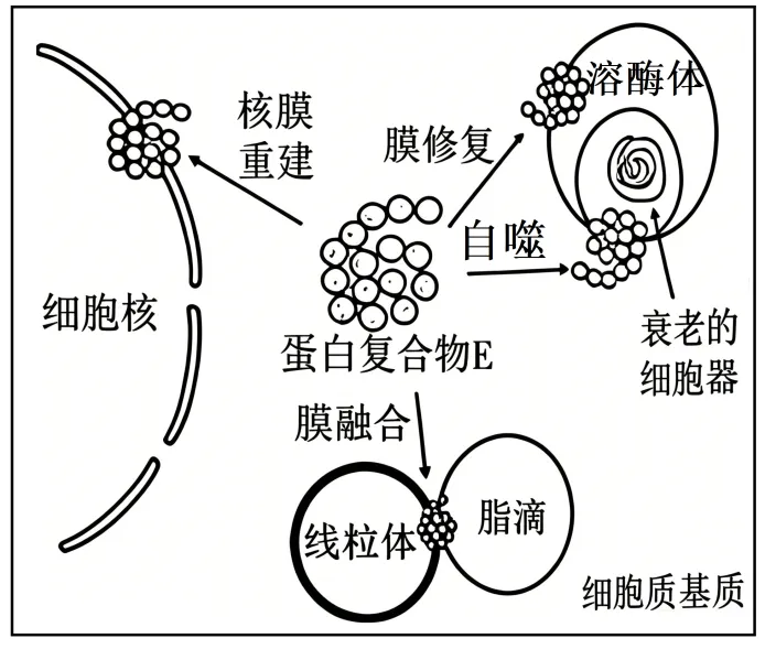 2026陕晋青宁高考生物真题与答案-第2张图片-四季读书网