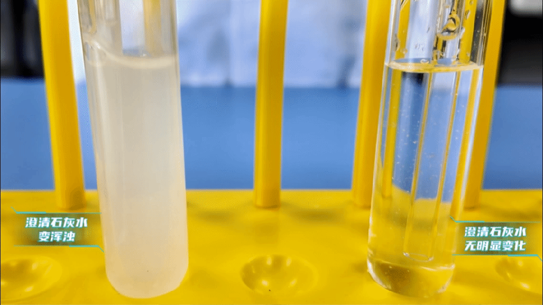 中考化学实验:验证呼出气体二氧化碳浓度大于空气-第12张图片-四季读书网