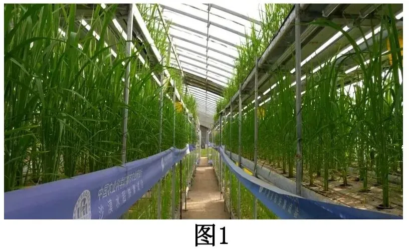 2026届陕西商洛市高三年级第二次模拟考试地理试题-第8张图片-四季读书网