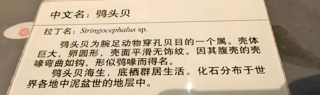 中考之后,我们去看了几十亿年的生命-第5张图片-四季读书网