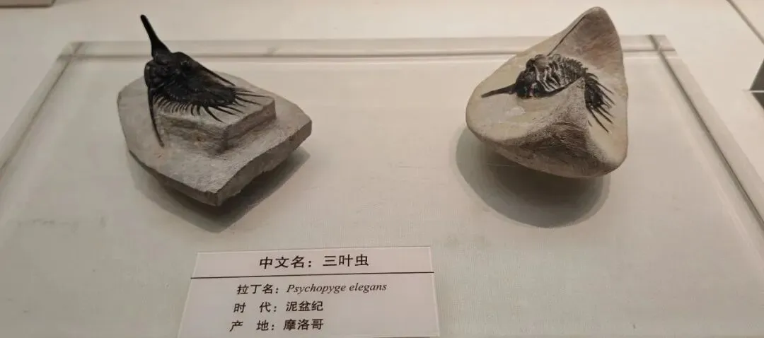 中考之后,我们去看了几十亿年的生命-第7张图片-四季读书网