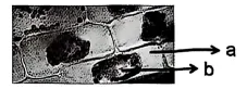 山东省2026年夏季普通高中学业水平合格考试生物学仿真模拟试题和答案02(附word下载) ⊙-第7张图片-四季读书网 山东省2026年夏季普通高中学业水平合格考试生物学仿真模拟试题和答案02(附word下载) ⊙-第7张图片-四季读书网
