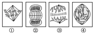 山东省2026年夏季普通高中学业水平合格考试生物学仿真模拟试题和答案02(附word下载) ⊙-第11张图片-四季读书网 山东省2026年夏季普通高中学业水平合格考试生物学仿真模拟试题和答案02(附word下载) ⊙-第11张图片-四季读书网