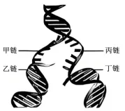 山东省2026年夏季普通高中学业水平合格考试生物学仿真模拟试题和答案02(附word下载) ⊙-第12张图片-四季读书网 山东省2026年夏季普通高中学业水平合格考试生物学仿真模拟试题和答案02(附word下载) ⊙-第12张图片-四季读书网