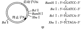 高考真题‖2026年贵州省普通高中学业水平选择性考试生物学 [试卷末附网络版答案]-第9张图片-四季读书网