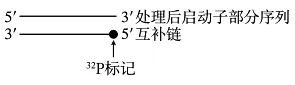 高考真题‖2026年贵州省普通高中学业水平选择性考试生物学 [试卷末附网络版答案]-第11张图片-四季读书网