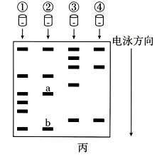 高考真题‖2026年贵州省普通高中学业水平选择性考试生物学 [试卷末附网络版答案]-第12张图片-四季读书网